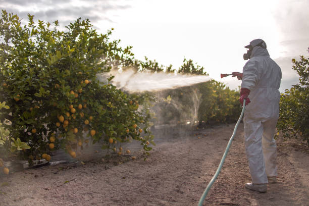 Best Wasp Removal Services  in Elwood, UT