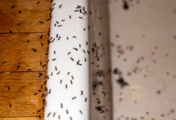 Best Best Pest Control Near Me  in Elwood, UT