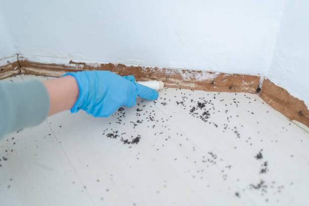 Professional Pest Control in Elwood, UT